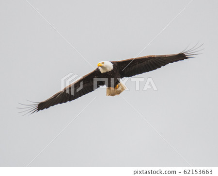 Bald eagle flying in the sky @ Bank-Bar, British Columbia, Canada 62153663