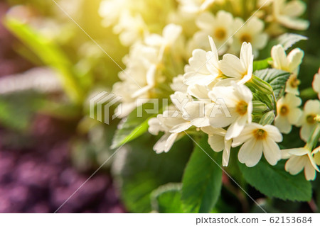 Primrose with yellow flowers Primrose with yellow flowers 62153684