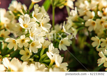 Primrose with yellow flowers Primrose with yellow flowers 62153692