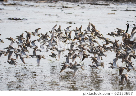 Toothbill flies in a flock @ Bank-Bar, British Columbia, Canada 62153697