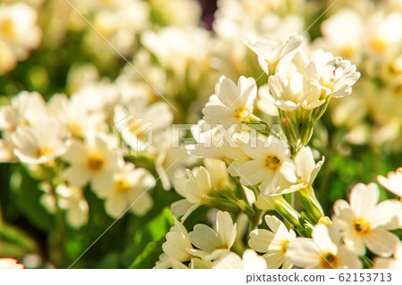 Primrose with yellow flowers Primrose with yellow flowers 62153713