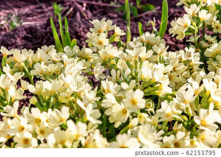 Primrose with yellow flowers 62153795