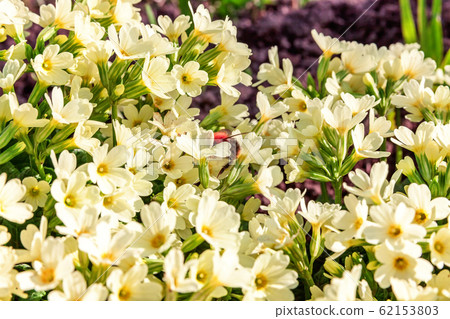 Primrose with yellow flowers 62153803