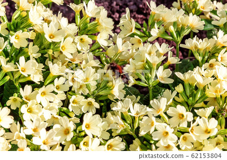 Primrose with yellow flowers Primrose with yellow flowers 62153804