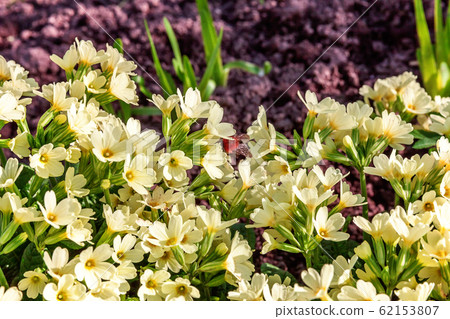 Primrose with yellow flowers Primrose with yellow flowers 62153807