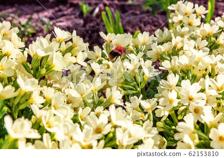 Primrose with yellow flowers Primrose with yellow flowers 62153810
