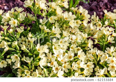 Primrose with yellow flowers Primrose with yellow flowers 62153884