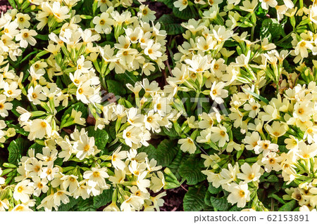 Primrose with yellow flowers 62153891