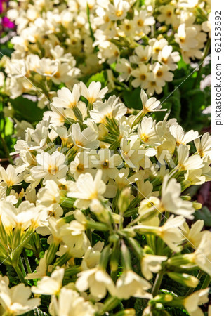 Primrose with yellow flowers Primrose with yellow flowers 62153892