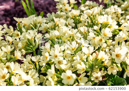 Primrose with yellow flowers Primrose with yellow flowers 62153900