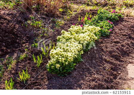 Primrose with yellow flowers Primrose with yellow flowers 62153911