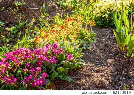 Primrose Primula blooming on flower bed. Primrose Primula blooming on flower bed. 62153919