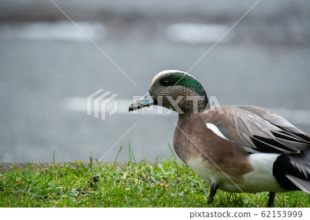 Close-up of American ducklings: Victoria, British Columbia, Canada Close-up of American ducklings: Victoria, British Columbia, Canada 62153999