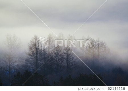 頭髮風暴 62154216