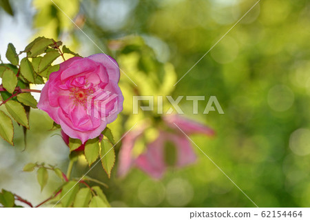 Rijan Road Climber Rijan Road Climber 62154464