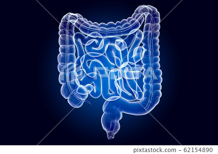 Human intestines, x-ray hologram. 3D rendering Human intestines, x-ray hologram. 3D rendering 62154890