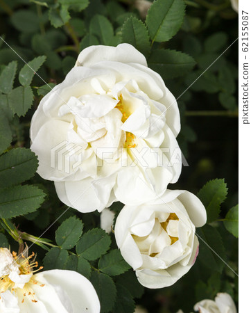 Rosa Spinosissima, Scotch rose, bush 62155087