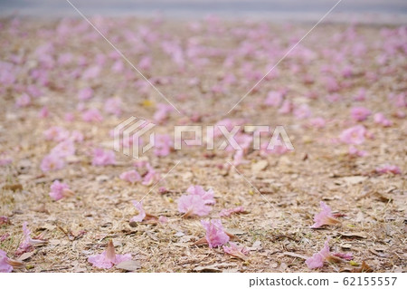 Cherry blossoms in Thailand, Momoi nausen, Kidachibenyuzen, Pinktecoma, Chongpu · pantip petals Cherry blossoms in Thailand, Momoi nausen, Kidachibenyuzen, Pinktecoma, Chongpu · pantip petals 62155557