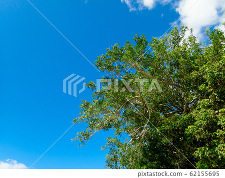 大型榕樹生長在夏日的天空 大型榕樹生長在夏日的天空 62155695