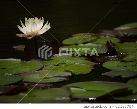 Water lily 62155794
