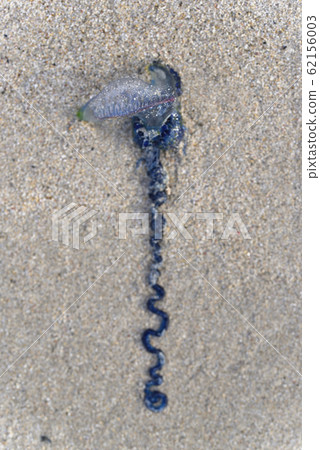 大島Am美的魚尋常 62156003