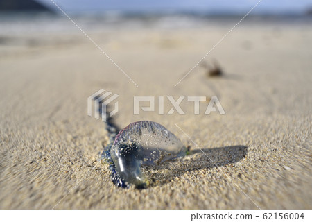 大島Am美的魚尋常 62156004