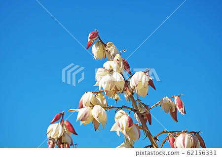 Flower of Atsukbama mika gallolan Flower of Atsukbama mika gallolan 62156331