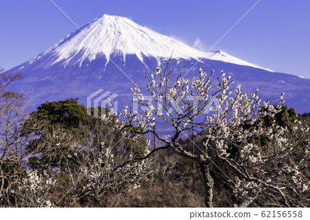（靜岡縣）岩本山公園的白梅和富士山 62156558
