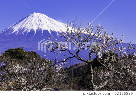 （靜岡縣）岩本山公園的白梅和富士山 62156559