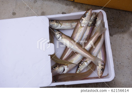 冬吻釣魚滑切菜板 62156614