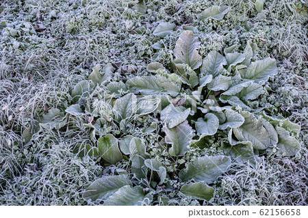 霜覆蓋的野花 62156658