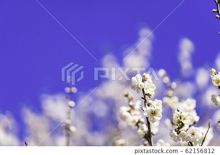 White plum blossom blue sky background White plum blossom blue sky background 62156812