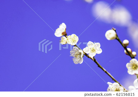 White plum blossom blue sky background White plum blossom blue sky background 62156815