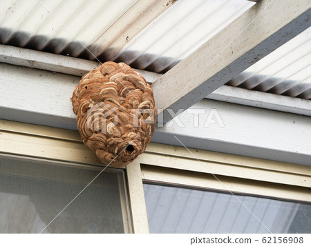 Sparrow beehive made under the eaves 62156908