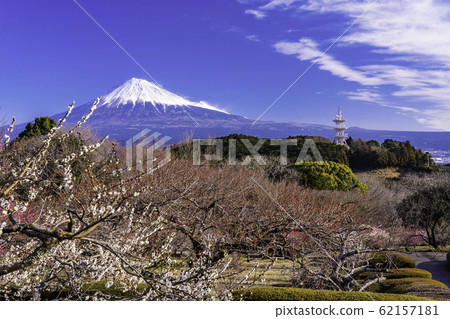 Shizuoka) Mt. Iwamoto, red and white plums and - Stock Photo