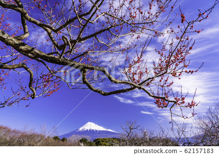 (靜岡)岩本山,紅白梅,富士山 (靜岡)岩本山,紅白梅,富士山 62157183