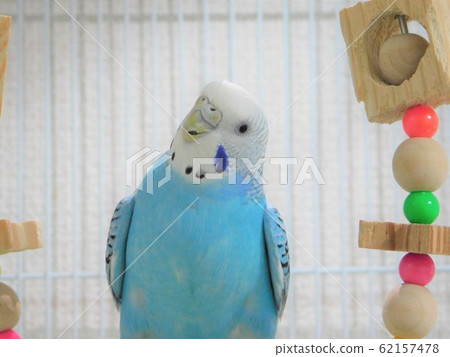 Sekisei parakeet 62157478