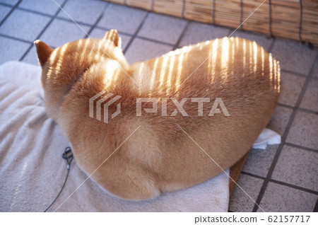 Shiba Inu and Sunset Shiba Inu and Sunset 62157717