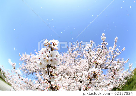 東京玉川路堤 東京玉川路堤 62157824