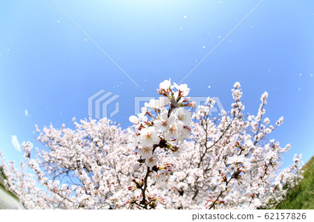 東京玉川路堤 東京玉川路堤 62157826