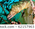 Moray eel ambushing a squid (1) 62157963