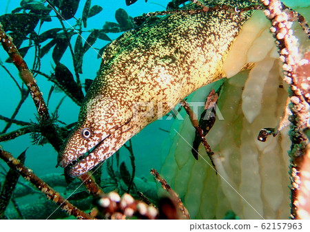 海鰻伏擊魷魚(1) 海鰻伏擊魷魚(1) 62157963