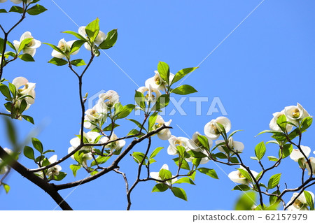 Two waters dogwood 62157979