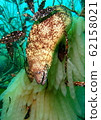 Moray eel ambushing squid (2) 62158021