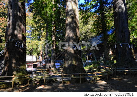 2月118日富士山河口湖町和神社的七本杉（神樹）/川口淺間神社 62158891