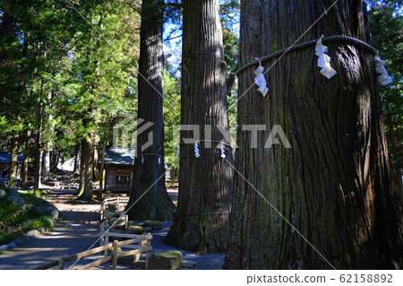 117年2月富士河口湖鎮和巨大的樹木,川口淺間神社的七本柏(神樹) 117年2月富士河口湖鎮和巨大的樹木,川口淺間神社的七本柏(神樹) 62158892