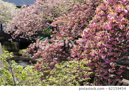 Two territorial waters with double cherry blossoms Two territorial waters with double cherry blossoms 62159454