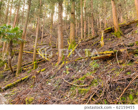 Deforestation of Japanese mountains. Deforestation of Japanese mountains. 62159455