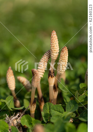 春田和Tsukushi 春田和Tsukushi 62160123