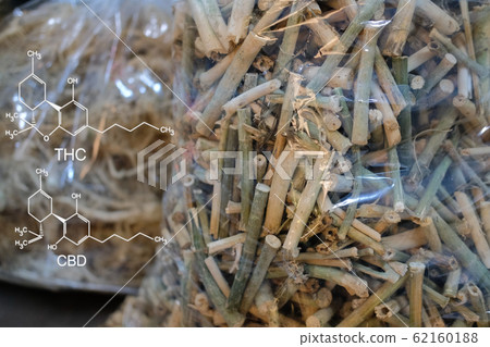 cbd & thc in dried cannabis branch & root. cbd & thc in dried cannabis branch & root. 62160188